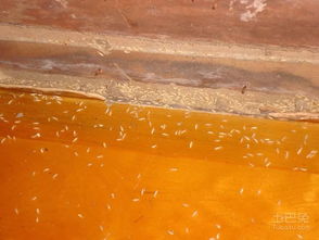 十堰市民警惕 白蚁活跃期已至，危害巨大需及时防治