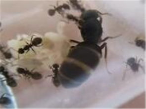 北京诚信虫控防治服务公司 专业虫害防治与电脑图文设计制作