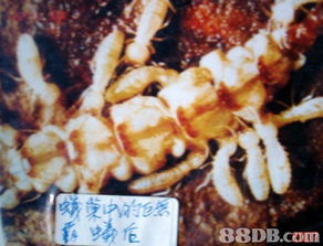 专业服务保障，保佳白蚁防治公司全方位守护您的安全与美观